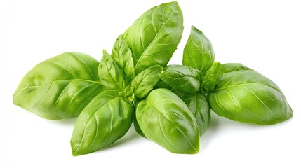 Obraz premium Stunning Close-Up of Fresh Basil Leaves Isolated on a White Background, Highlighting the Delicate Green Textures and Aroma of This Culinary Herb.