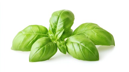 Stunning Close-Up of Fresh Basil Leaves Isolated on a White Background, Highlighting the Delicate Green Textures and Aroma of This Culinary Herb.