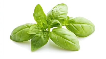 Obraz premium Stunning Close-Up of Fresh Basil Leaves Isolated on a White Background, Highlighting the Delicate Green Textures and Aroma of This Culinary Herb.