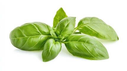 Stunning Close-Up of Fresh Basil Leaves Isolated on a White Background, Highlighting the Delicate Green Textures and Aroma of This Culinary Herb.