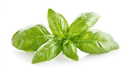 Stunning Close-Up of Fresh Basil Leaves Isolated on a White Background, Highlighting the Delicate Green Textures and Aroma of This Culinary Herb.