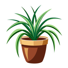 Potted spider plant thriving in a bright, minimalist setting with a white backdrop