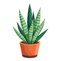 Snake plant in a terracotta pot showcasing its vibrant green leaves against a clean white background