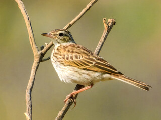 Fototapeta premium Australasian Pipit (Anthus novaeseelandiae) in Australia