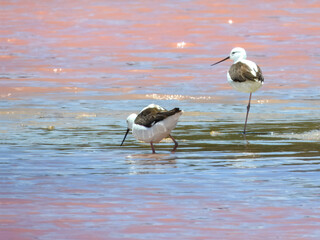 Banded Stilt (Himantopus leucocephalus) in Australia