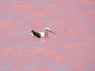 Banded Stilt (Himantopus leucocephalus) in Australia