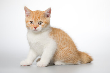 Obraz premium Young kitten posing for portrait in studio on gray background