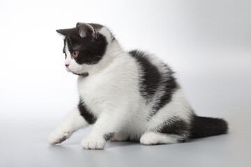 Spotty young kitten posing for portrait in studio on gray background