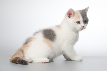 Spotty young kitten posing for portrait in studio on gray background