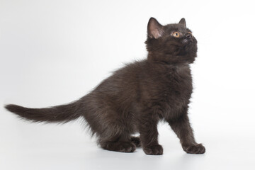 Young black kitten posing for portrait in studio on gray background