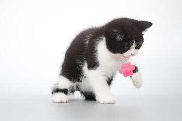 Spotty young kitten posing for portrait in studio on gray background