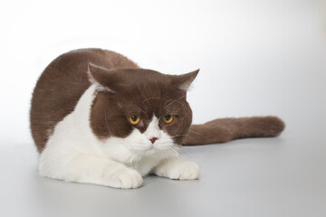 Young cat posing for portrait in studio on gray background
