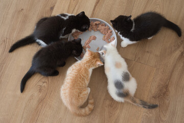 Group of young kittens eating their meal at home of the floor