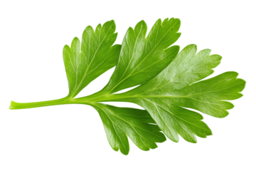 Coriander parsley leaves isolated on white background clipping path