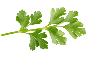 Coriander parsley leaves isolated on white background clipping path
