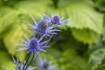 the Cawdor Castle in Scotland
