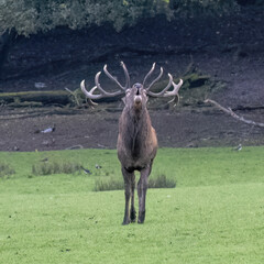 The roar of the deer during the rut