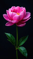 Obraz premium Dark background with isolated pink and purple peony blooms, petals, plant