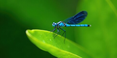 Delicate blue dragonfly perched on a vibrant green leaf, wildlife, leaf, outdoor