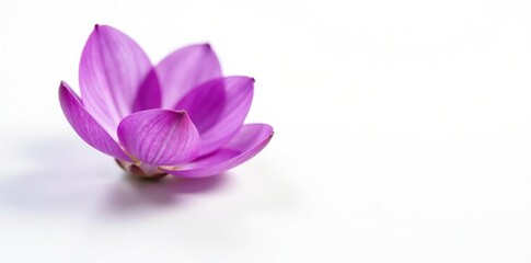 Obraz premium Delicate petals of purple hue against stark white background, texture, nature, photography
