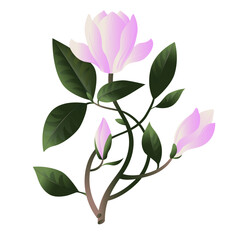 Soft pink magnolia flowers on stems