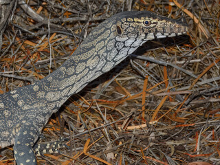 Perentie (Varanus giganteus) in Australia