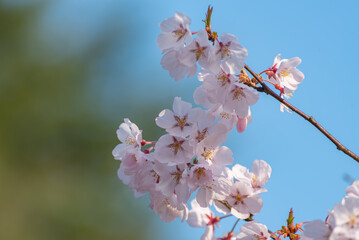 晴れた日のソメイヨシノ