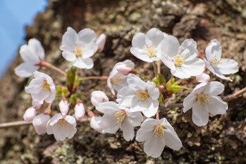 幹に咲く桜の花