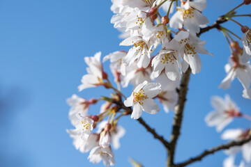晴れた日に咲く桜