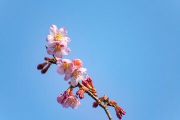 青空と咲き始めた越しの加茂桜
