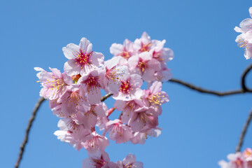青空と越しの加茂桜