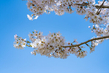 晴れた空と満開の桜