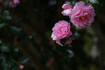 冬の寒空に咲く