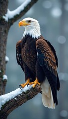 A majestic eagle perches on a snowy tree branch, bird of prey, wing spread