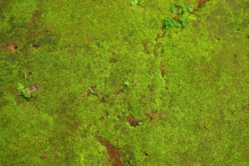 A vibrant green moss covering a damp soil surface, showcasing natural textures and earthy tones. Perfect for nature, ecology, or texture-themed projects.
