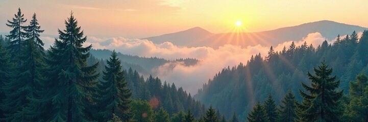 Fototapeta premium Misty forest scene of fluffy spruce trees in morning light, dawn, light