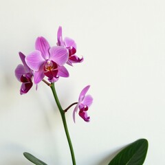 Naklejka premium Majestic Peacock Orchid with partially open blooms on white background, white, plant