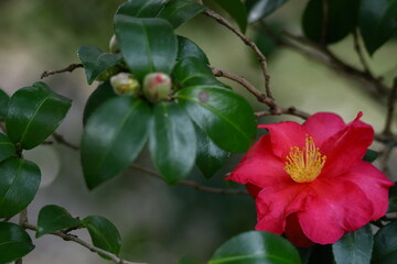 冬の寒空に咲く