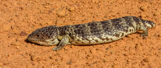 Shingleback lizard (Tiliqua rugosa) in Australia