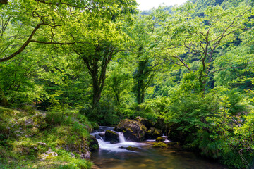 Obraz premium 新緑に包まれて、清々しい清流