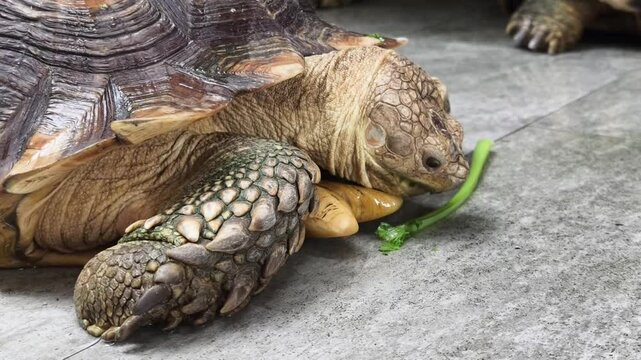 Large brown sea turtle in its natural habitat