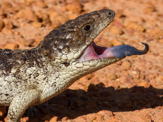 Shingleback lizard (Tiliqua rugosa) in Australia