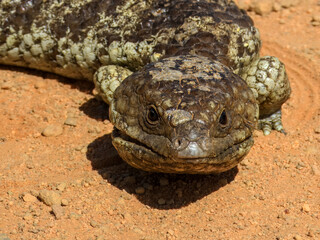 Shingleback lizard (Tiliqua rugosa) in Australia