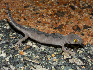 Soft Spiny-tailed Gecko (Strophurus spinigerus) in Australia