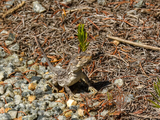 Western Heath Dragon (Ctenophorus adelaidensis) in Australia