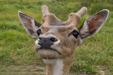 Naklejka premium Portrait of a young European Fallow-deer looking curiously