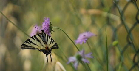 una farfalla podalirio su un fiore
