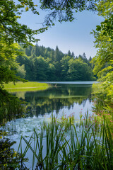 Tranquil Lake and Lush Forest: A Serene Natural Landscape with Reeds and Wildflowers Framing the Water