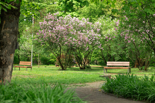 spring park landscape nature blossom garden idyllic outdoor environment space of walking trail empty bench and blooming tree green and pink foliage petals April day time