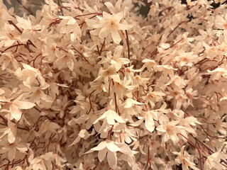 Close up photo of white beige Sakura flowers from the tree branch. Sakura or cherry blossom is often related to Japan and blooms around spring season.